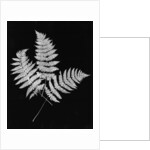 Photographic Study Of Fern Leaves by Anonymous
