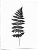 Photographic Study Of Fern Leaves by Anonymous
