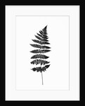 Photographic Study Of Fern Leaves by Anonymous