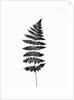 Photographic Study Of Fern Leaves by Anonymous
