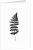 Photographic Study Of Fern Leaves by Anonymous