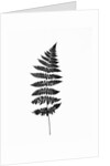 Photographic Study Of Fern Leaves by Anonymous
