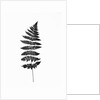 Photographic Study Of Fern Leaves by Anonymous
