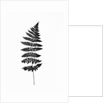 Photographic Study Of Fern Leaves by Anonymous