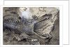 United States Swallowed By Monopoly by Anonymous