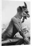 Gargoyle on Notre Dame Cathedral by Anonymous