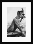Gargoyle on Notre Dame Cathedral by Anonymous