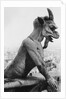 Gargoyle on Notre Dame Cathedral by Anonymous