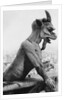 Gargoyle on Notre Dame Cathedral by Anonymous