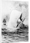 Illustration of the White Whale by A. Burnham Shute