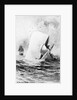 Illustration of the White Whale by A. Burnham Shute
