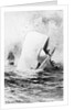 Illustration of the White Whale by A. Burnham Shute