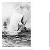 Illustration of the White Whale by A. Burnham Shute