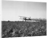 Crop Dusting Plane Flies Over Field by Anonymous