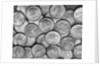 American "Liberty" Silver Dollars by Anonymous