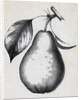 Lithograph Of Bartlett Pear by Anonymous