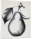 Lithograph Of Bartlett Pear by Anonymous