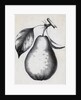 Lithograph Of Bartlett Pear by Anonymous