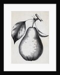Lithograph Of Bartlett Pear by Anonymous