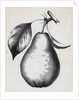 Lithograph Of Bartlett Pear by Anonymous
