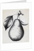 Lithograph Of Bartlett Pear by Anonymous