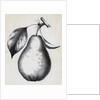 Lithograph Of Bartlett Pear by Anonymous