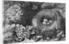 Engraving Of A Bird'S Nest With Eggs by Anonymous