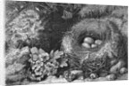 Engraving Of A Bird'S Nest With Eggs by Anonymous