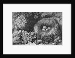 Engraving Of A Bird'S Nest With Eggs by Anonymous