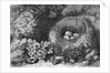 Engraving Of A Bird'S Nest With Eggs by Anonymous