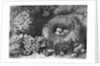 Engraving Of A Bird'S Nest With Eggs by Anonymous