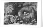 Engraving Of A Bird'S Nest With Eggs by Anonymous