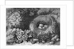 Engraving Of A Bird'S Nest With Eggs by Anonymous