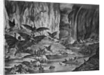 Lunar Animals And Other Objects by Anonymous