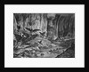 Lunar Animals And Other Objects by Anonymous