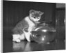Kitten Watching Fish in a Bowl by Anonymous
