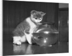 Kitten Watching Fish in a Bowl by Anonymous