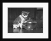 Kitten Watching Fish in a Bowl by Anonymous