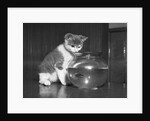 Kitten Watching Fish in a Bowl by Anonymous
