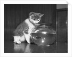 Kitten Watching Fish in a Bowl by Anonymous