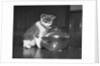 Kitten Watching Fish in a Bowl by Anonymous
