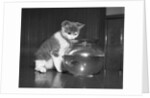 Kitten Watching Fish in a Bowl by Anonymous