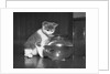 Kitten Watching Fish in a Bowl by Anonymous