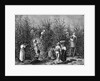 Coffee Picking In Costa Rica by Anonymous