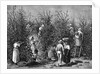Coffee Picking In Costa Rica by Anonymous