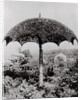 Umbrella Shaped Tree From Garden by Anonymous
