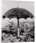 Umbrella Shaped Tree From Garden by Anonymous