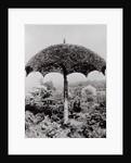 Umbrella Shaped Tree From Garden by Anonymous