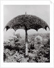 Umbrella Shaped Tree From Garden by Anonymous