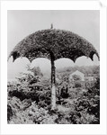 Umbrella Shaped Tree From Garden by Anonymous